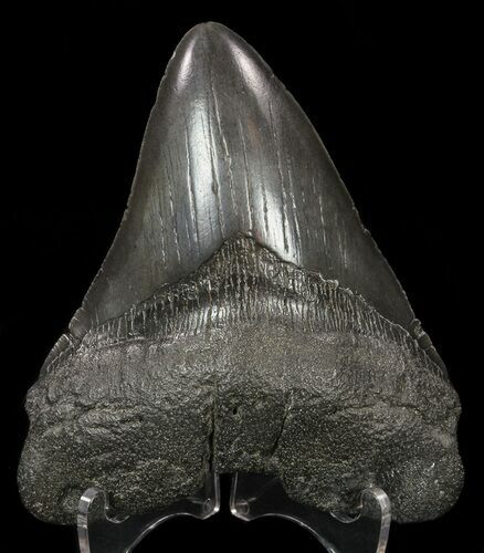 Fossil Megalodon Tooth #57172
